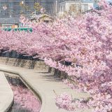 淀水路の河津桜