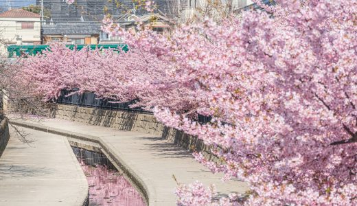 淀水路の河津桜