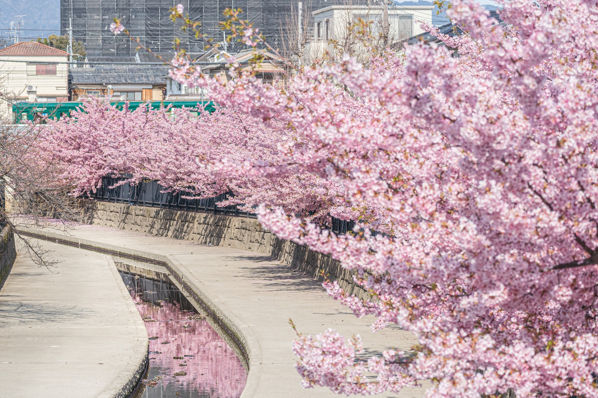 淀水路の河津桜