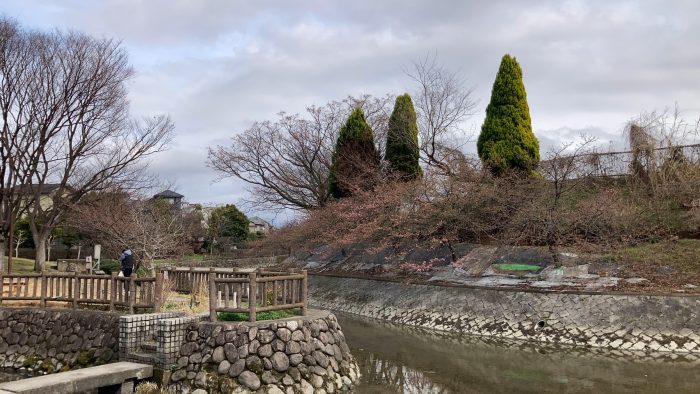 淀水路の河津桜