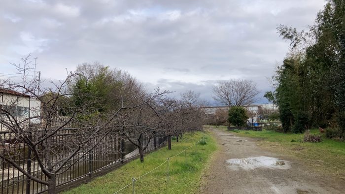 淀水路の河津桜