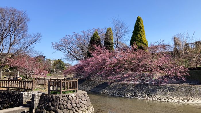 淀水路の河津桜