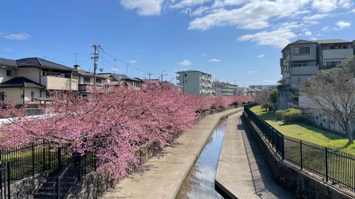 淀水路の河津桜