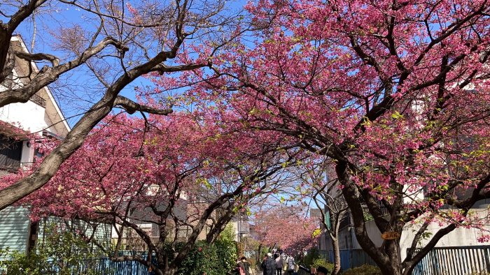 淀水路の正月桜