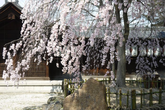 縣神社の桜