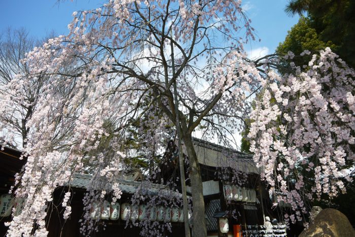 縣神社の桜