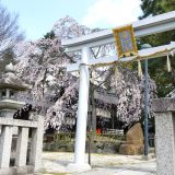 縣神社の桜