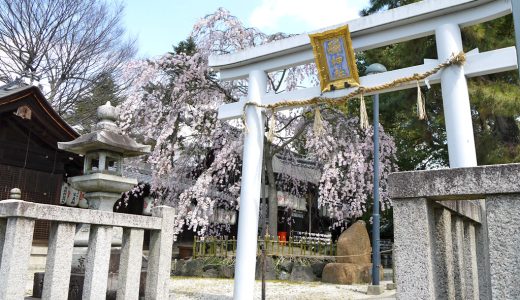 縣神社の桜