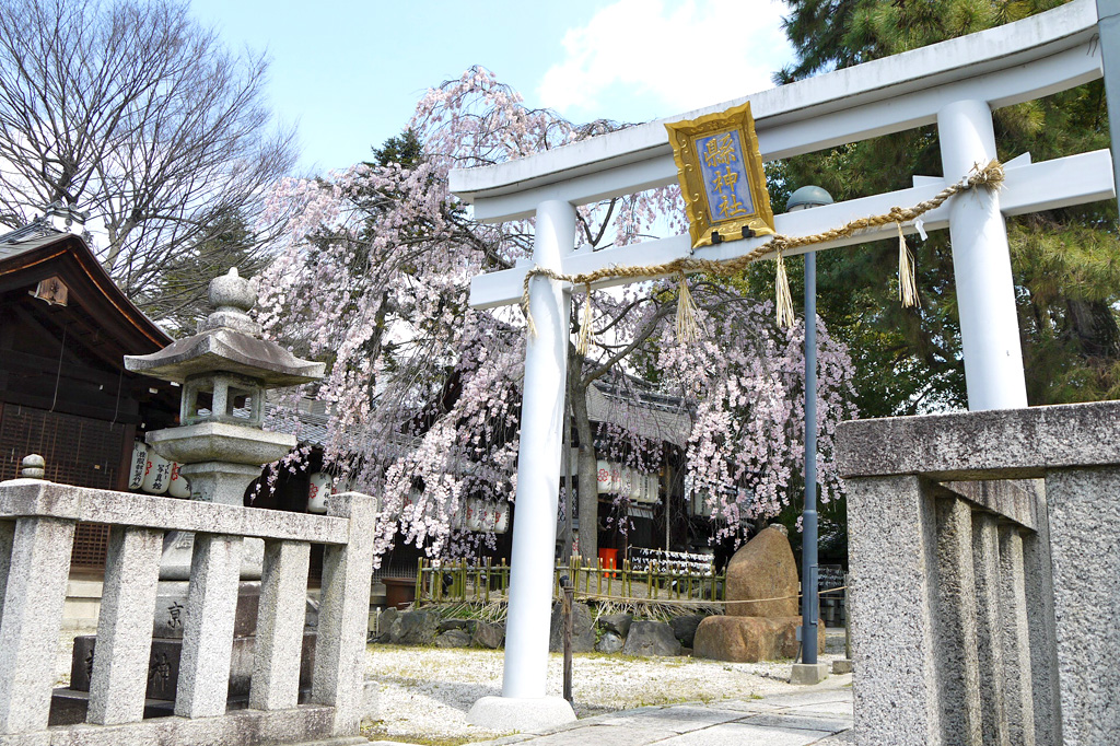 縣神社の桜