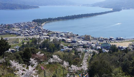 天橋立の桜