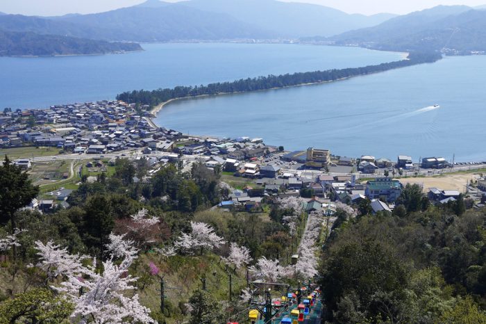 天橋立の桜