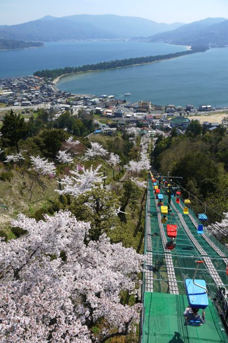 天橋立の桜