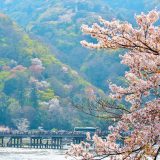 嵐山の桜