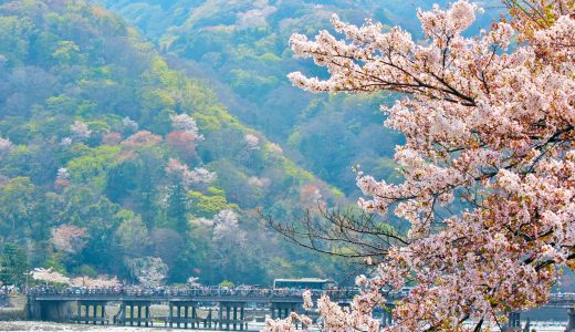 嵐山の桜