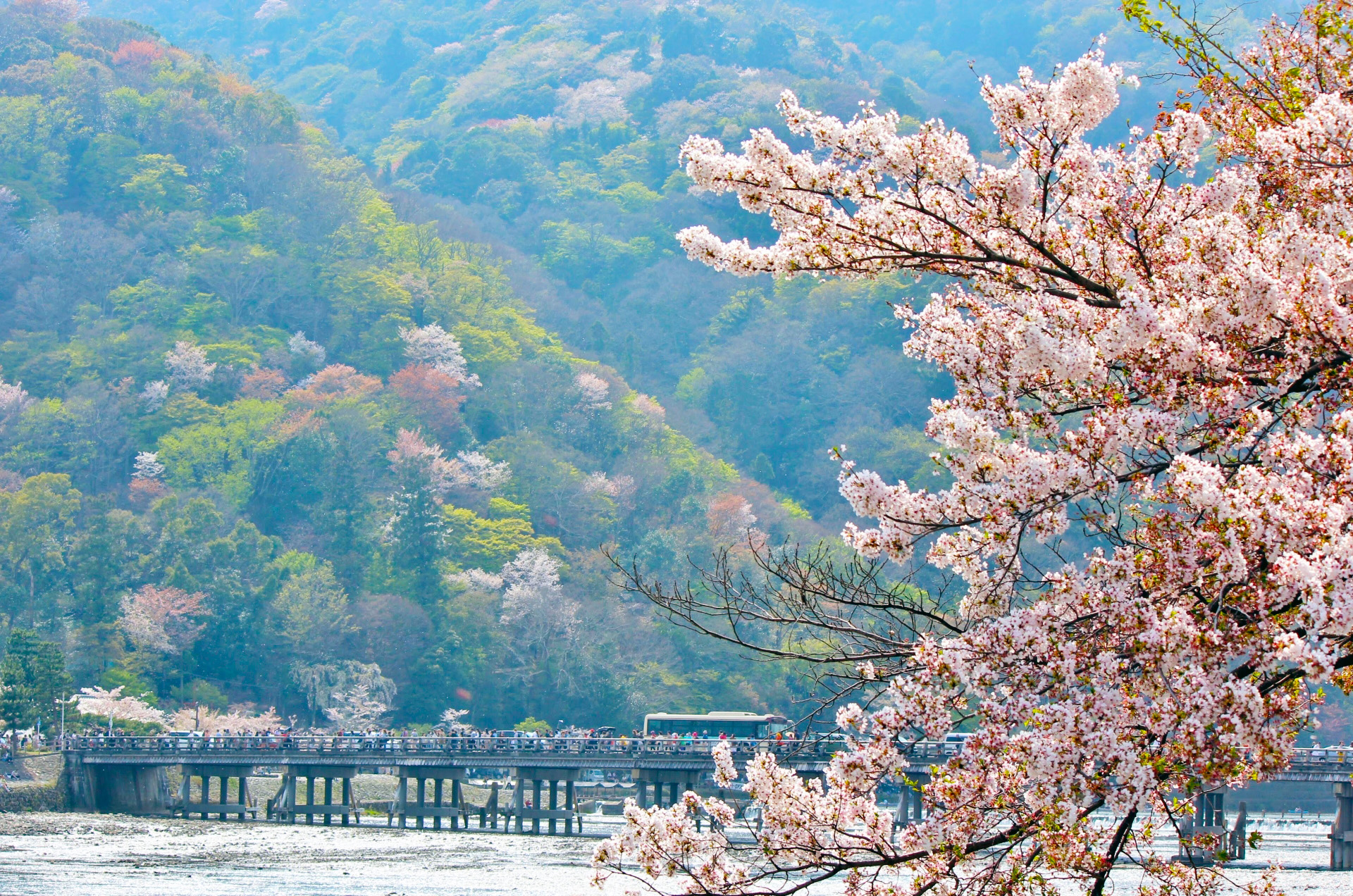 嵐山の桜