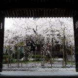 毘沙門堂の桜