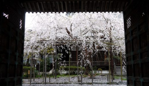 毘沙門堂の桜