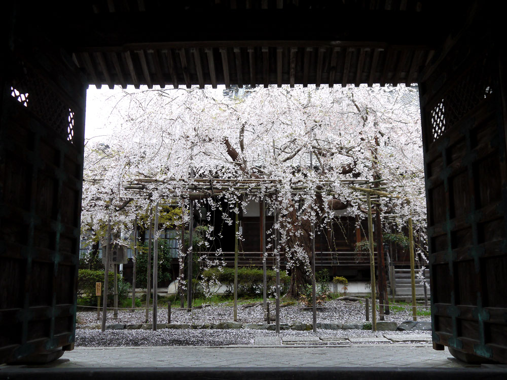 毘沙門堂の桜