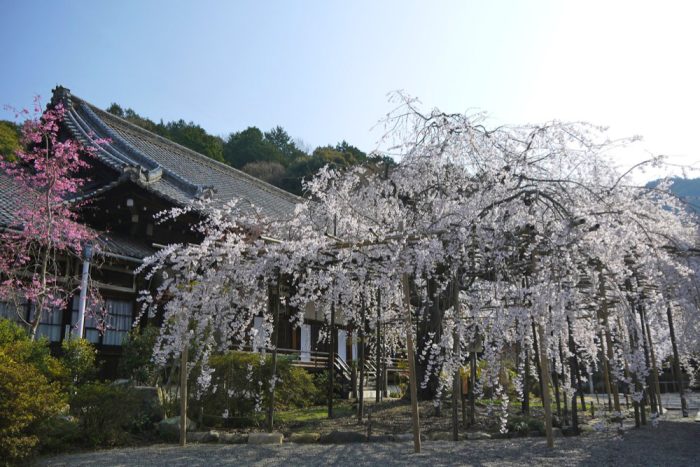 毘沙門堂の桜