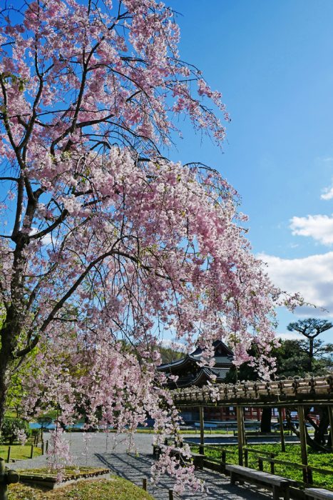 平等院の桜