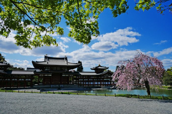 平等院の桜