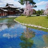 平等院の桜