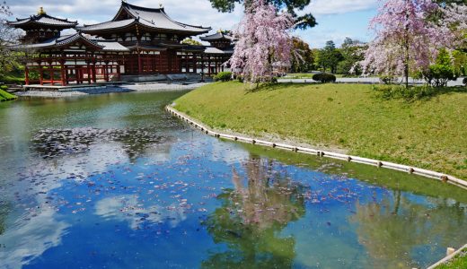 平等院の桜