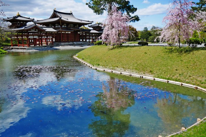 平等院の桜