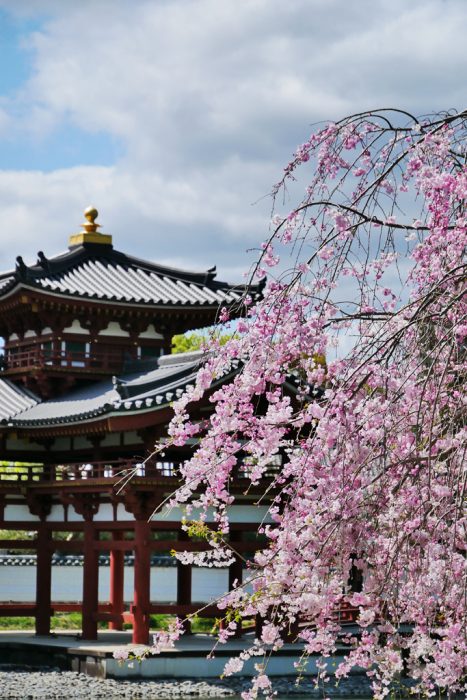 平等院の桜