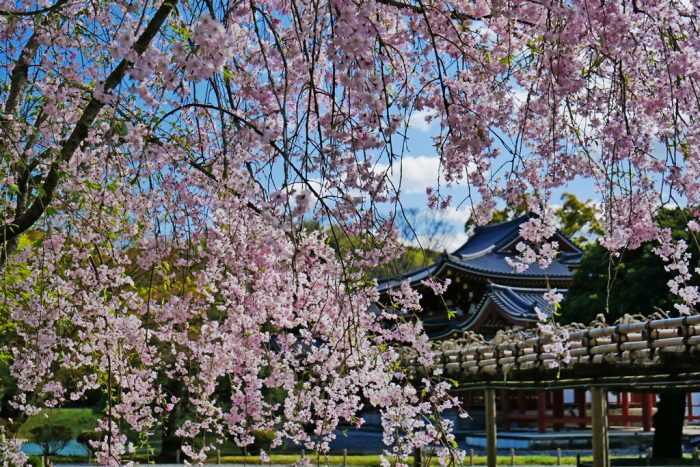 平等院の桜