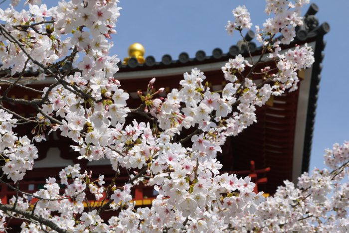 平等院の桜