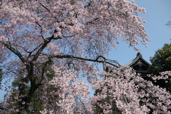 知恩院の桜