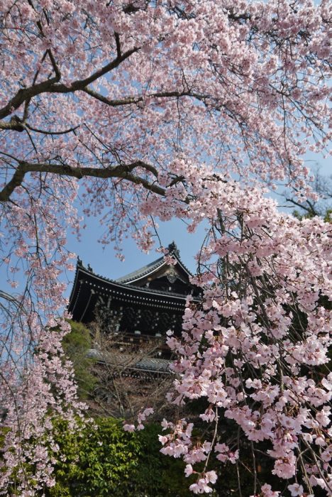 知恩院の桜