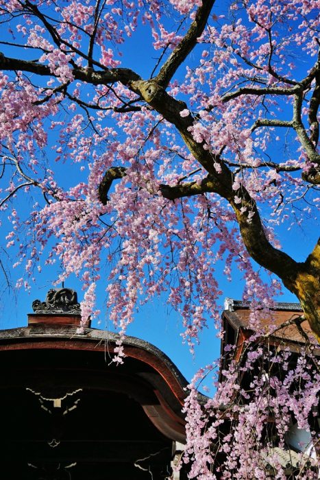 知恩院の桜