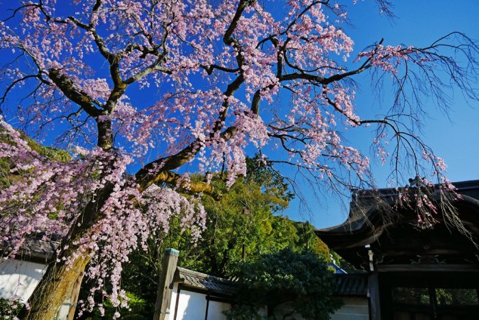 知恩院の桜