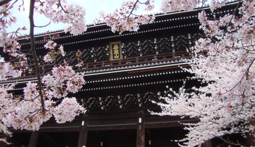 知恩院の桜