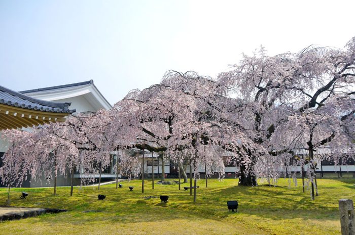 醍醐寺のしだれ桜