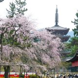 醍醐寺のしだれ桜と五重塔