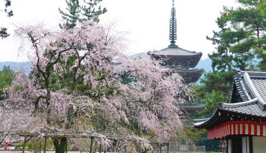 醍醐寺のしだれ桜と五重塔