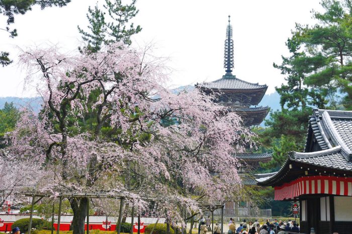 醍醐寺のしだれ桜と五重塔