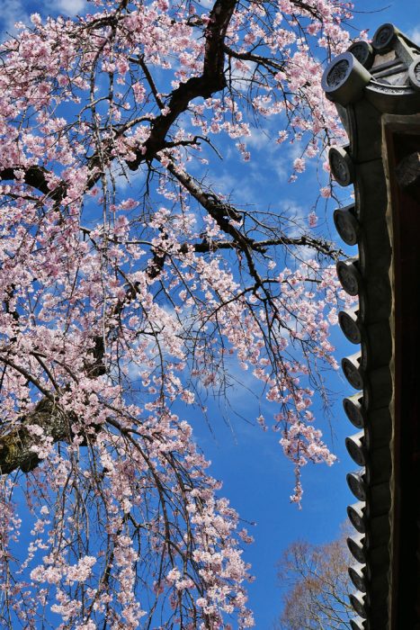 醍醐寺・報恩院のしだれ桜