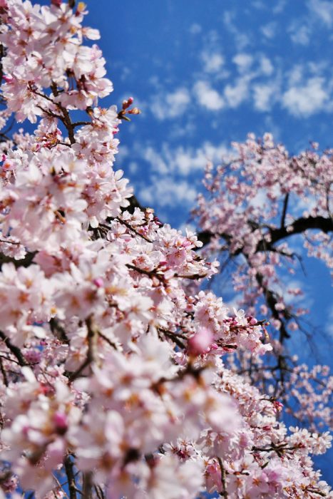 醍醐寺・報恩院のしだれ桜