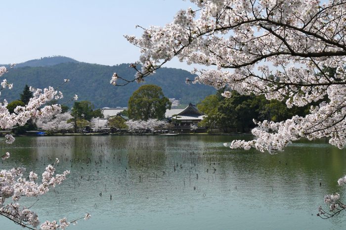 大覚寺の桜