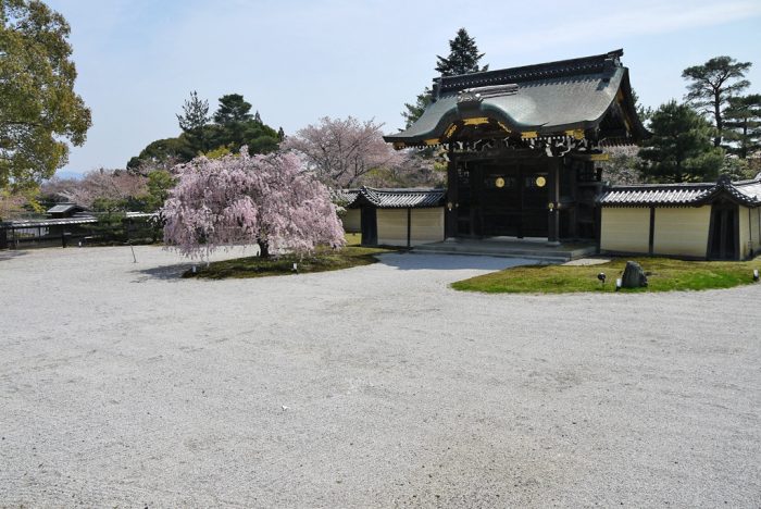 大覚寺の桜