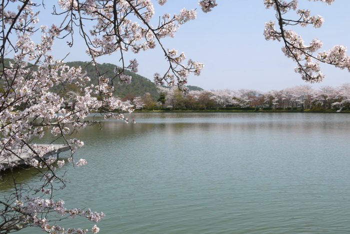 大覚寺の桜