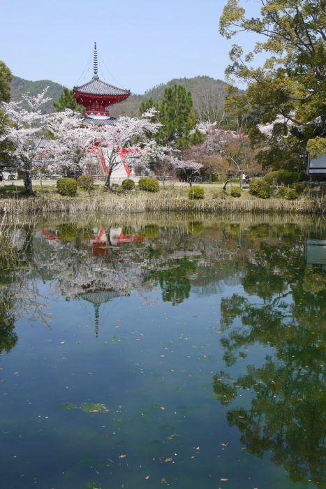 大覚寺の桜