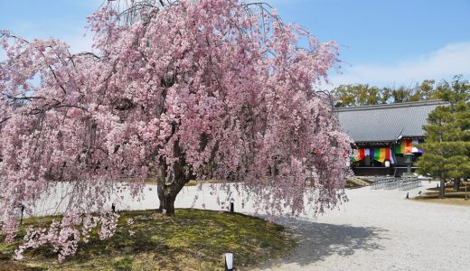 大覚寺の桜