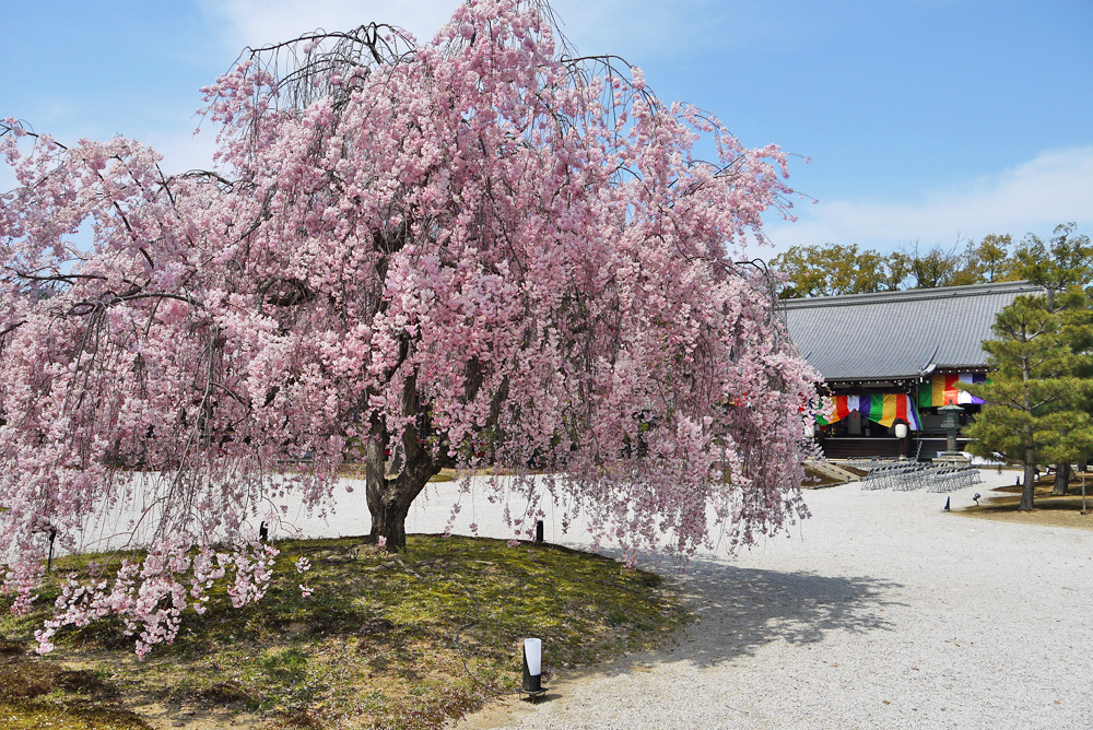 大覚寺の桜