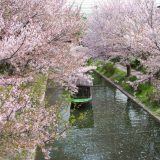 伏見十石舟の桜