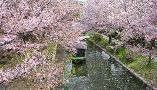 伏見十石舟の桜